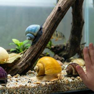 Caramujo Ampularia Colorida