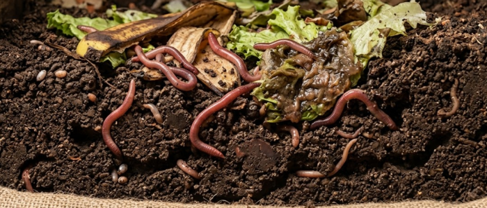 Minhoca californiana